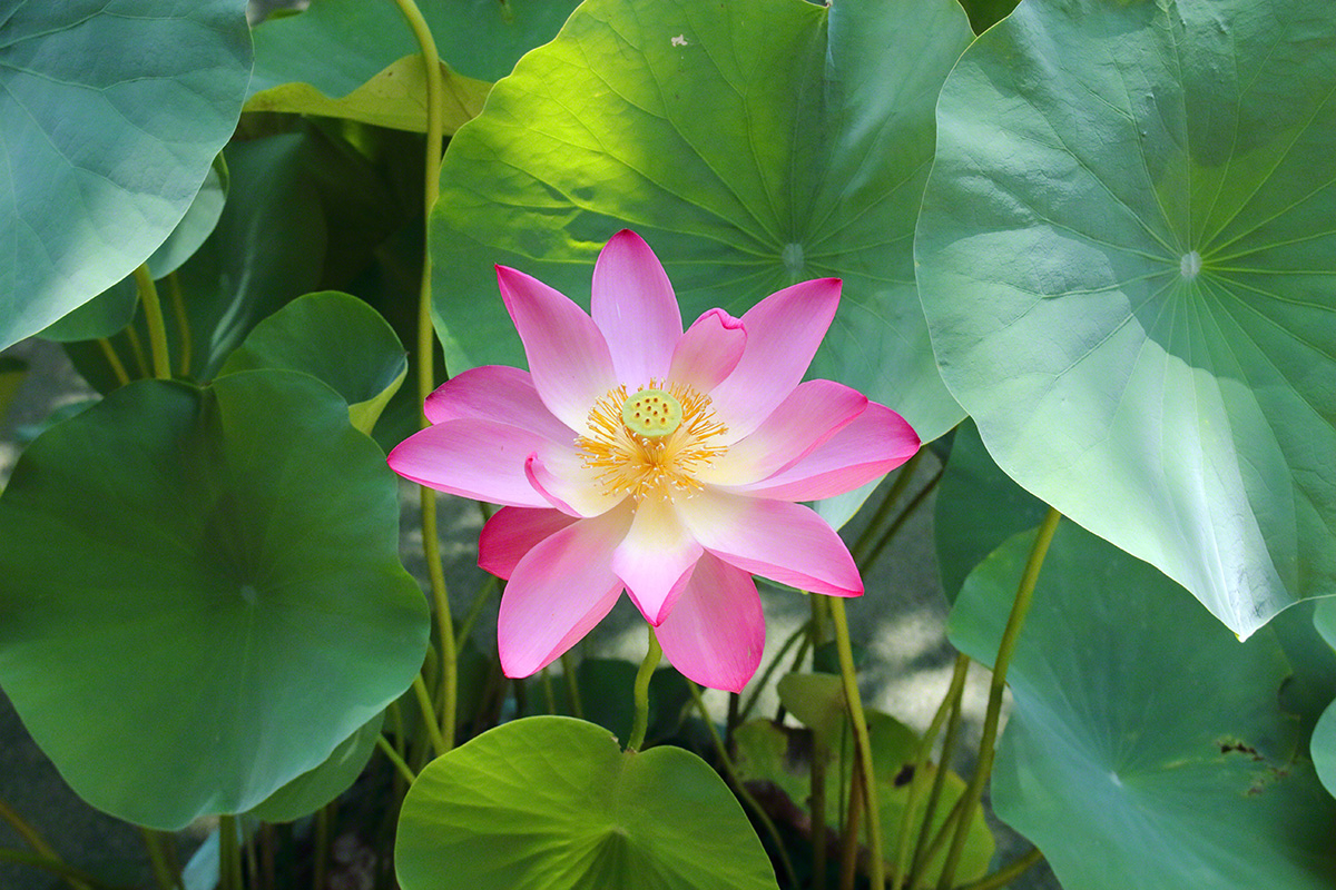 Pink lotus flower in bloom (Tokyo, July 2021)