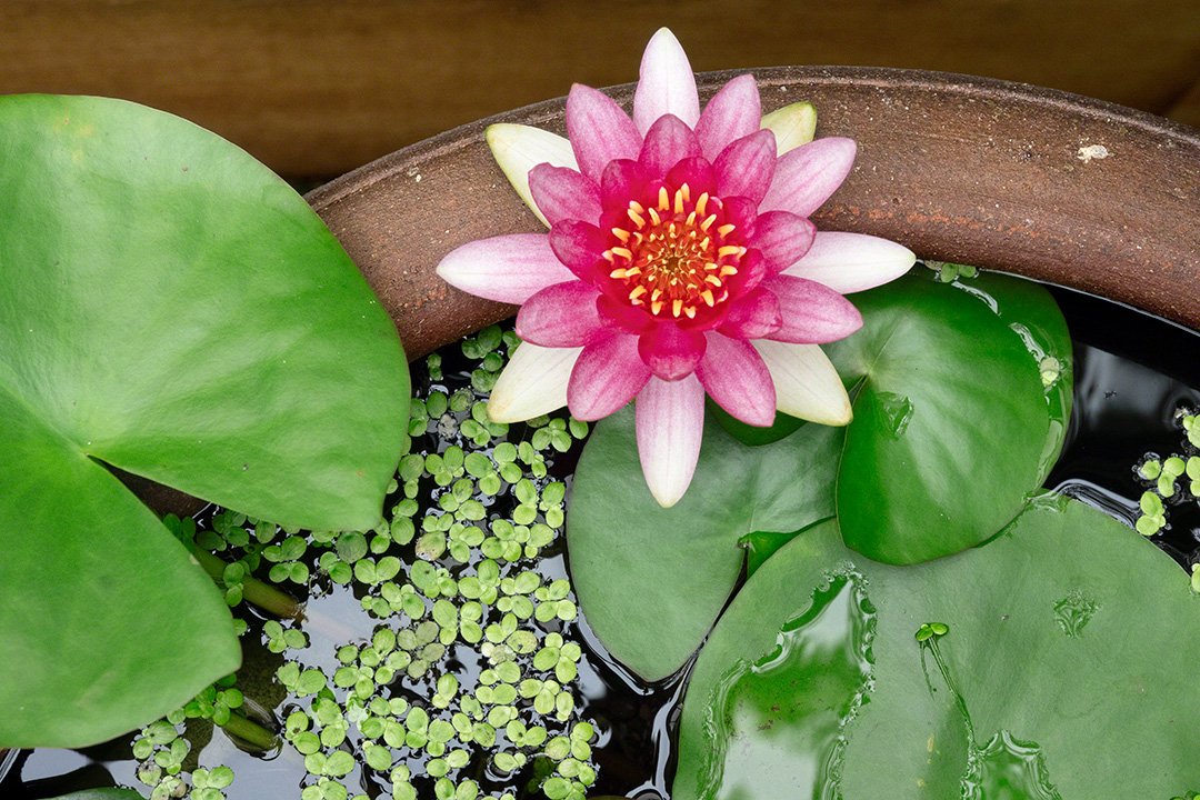 Water lily afloat on a potted pond (Tokyo, September 2021)