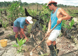 亞馬遜生態研究中心積極保育該區域獨有樹種