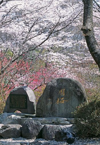 1975年11月2日，为纪念周恩来总理，池田SGI会长于创价大学校园内种植“周樱”以及建设刻有“周樱”二字的纪念碑。“周樱”这棵树象征着日中和平友好的愿望。