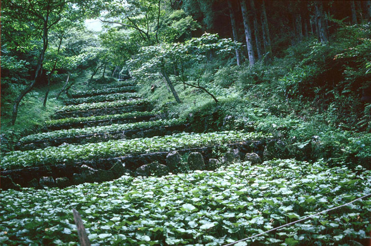 <b></b> 日本，靜岡縣 (1992年7月)