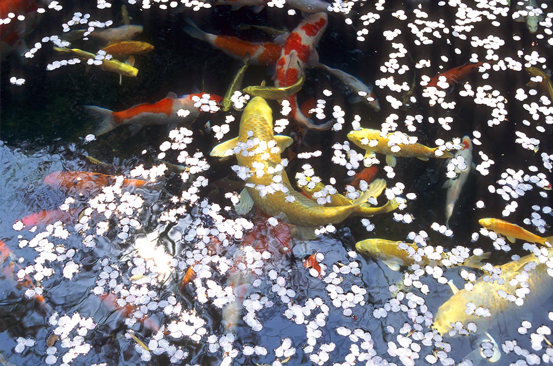 Foto por Daisaku Ikeda – Flores de cerezo en un estanque