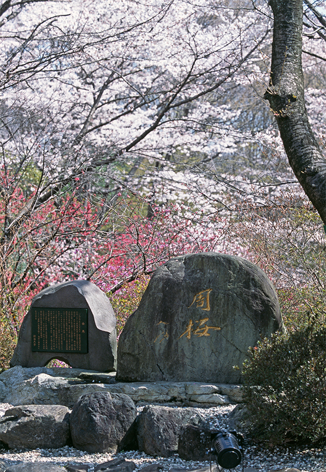 Una roca conmemorativa grabada que marca la localización del árbol de cereza de Zhou en el campus de la Universidad Soka. Plantado el 2 de noviembre de 1975, con oraciones por la salud del entonces enfermo premier de China, el árbol simboliza el deseo de una paz y amistad chino-japonesas duraderas